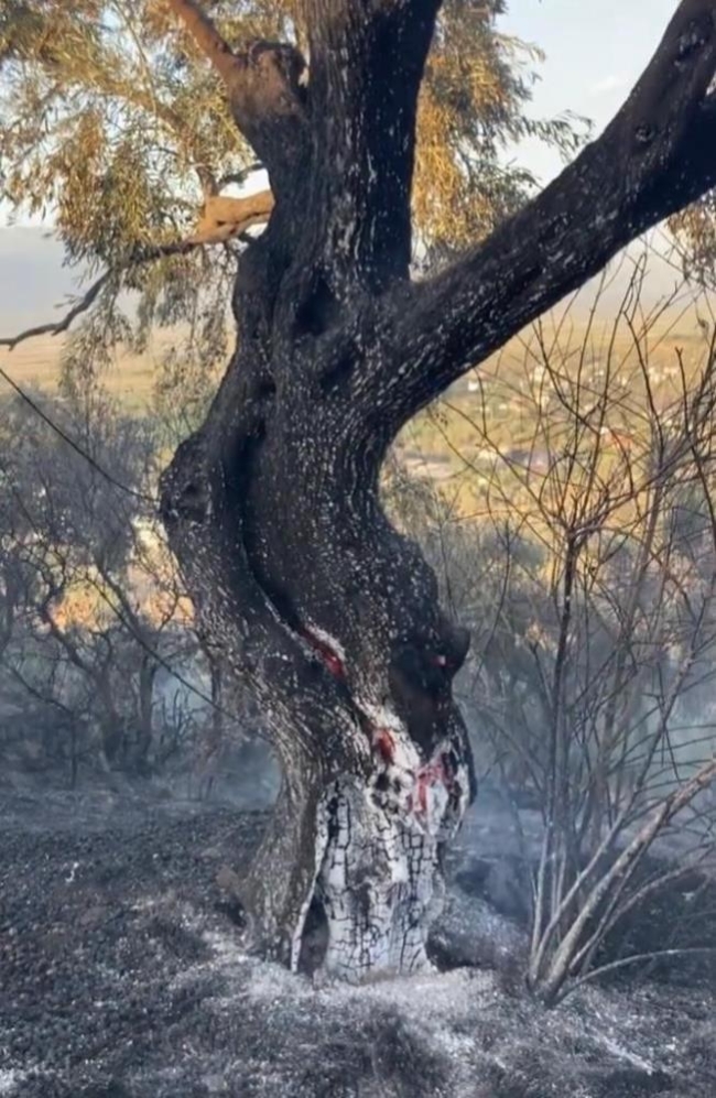 Mangal keyfi için zeytinlik yakan şüphelilere gözaltı!