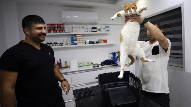 Obez kediye diyet fayda etmedi: Mide botoksu ile zayıfladı