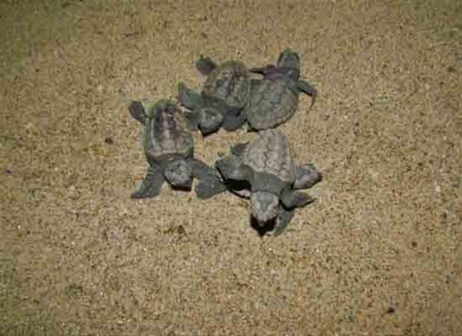 Aydın'da caretta caretta yavruları denizle buluşturuldu
