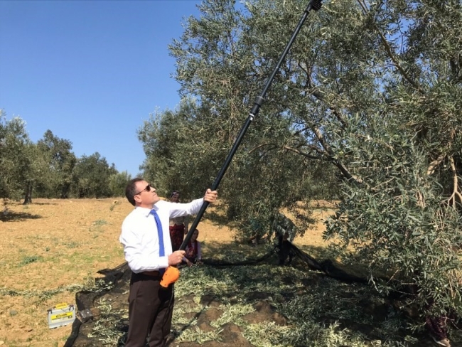 Zeytin hasadı başladı