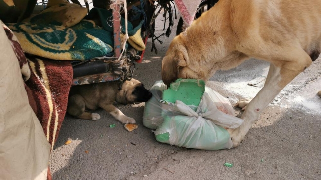 Köpekleri çuvala koydu: Müdahale eden polise saldırdı