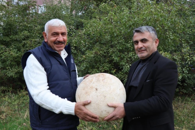 9 kiloluk mantar görenleri şoke etti