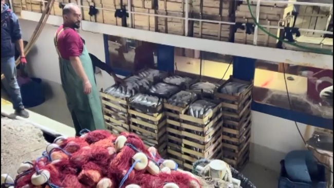 Denizden binlerce palamutla dönen balıkçıların yüzü gülüyor
