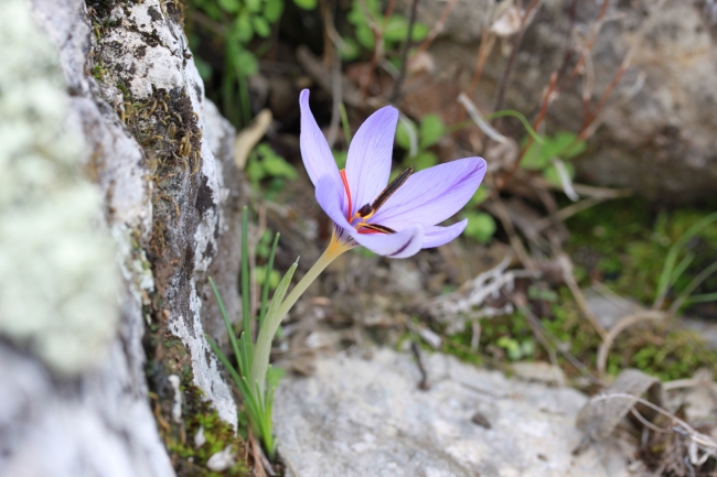 Olimpos safranı tehlike altında