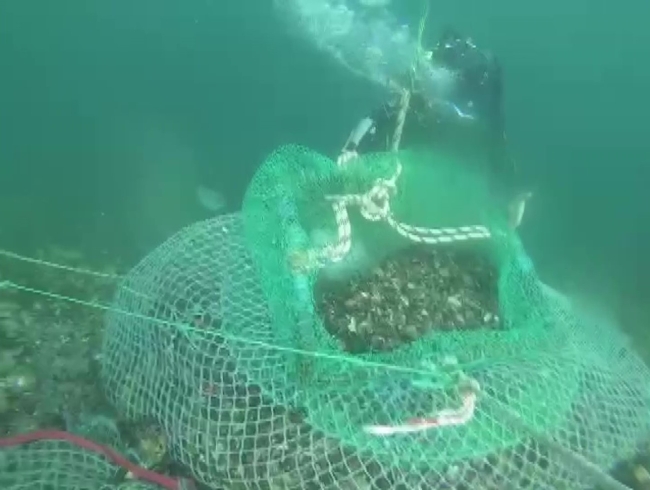 Denizin 7 metre derinliğinde bulundu