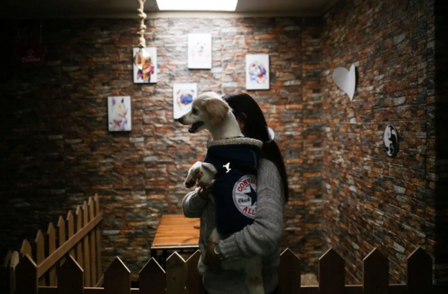 Dünyanın ilk köpek restoranı açıldı