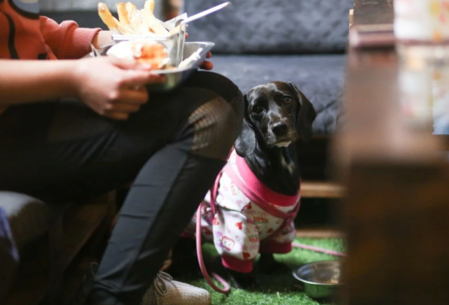 Dünyanın ilk köpek restoranı açıldı