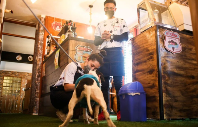 Dünyanın ilk köpek restoranı açıldı