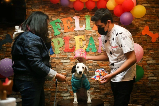 Dünyanın ilk köpek restoranı açıldı