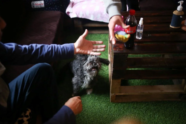 Dünyanın ilk köpek restoranı açıldı