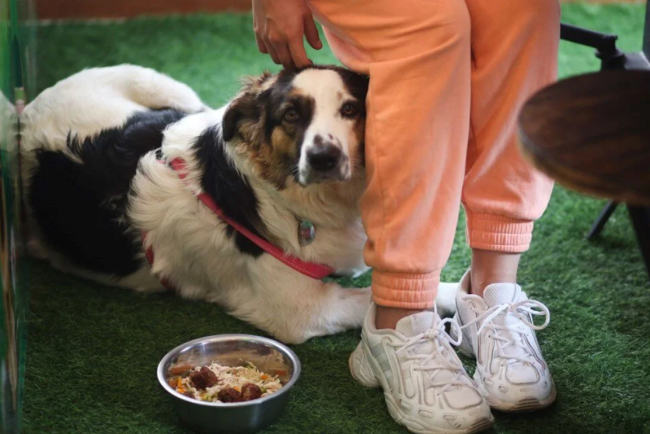 Dünyanın ilk köpek restoranı açıldı