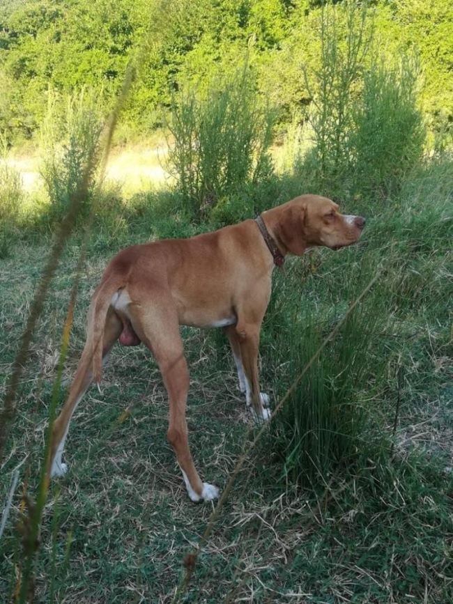 Bursa'da 20 bin liralık köpeğini çaldılar: Bulana ödül var
