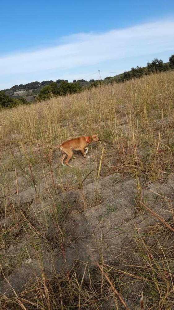 Bursa'da 20 bin liralık köpeğini çaldılar: Bulana ödül var