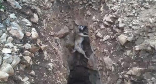 Talihsiz köpek definecilerin açtığı çukura düştü