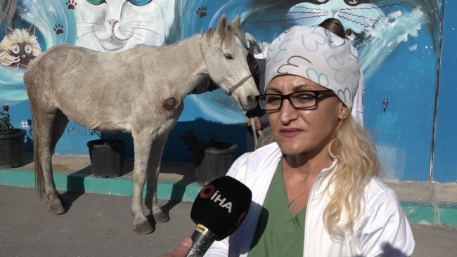 Bursa'da ölüme terk ettiler: Belediye sahip çıktı