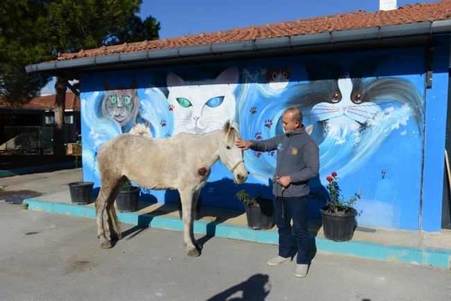 Bursa'da ölüme terk ettiler: Belediye sahip çıktı