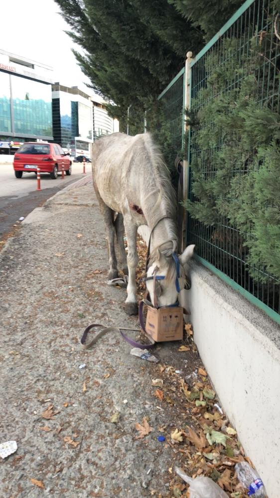 Bursa'da ölüme terk ettiler: Belediye sahip çıktı
