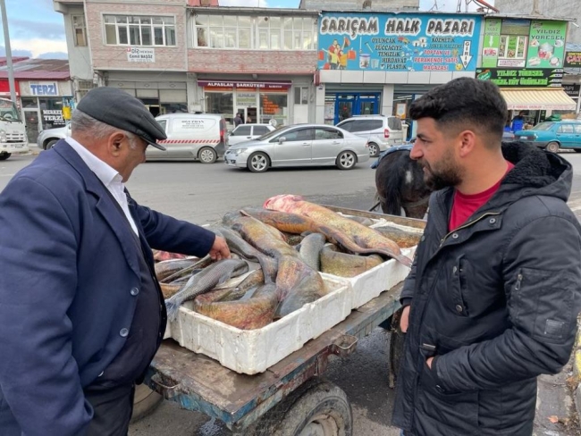 Boyları 1,5 metreyi aşan yayın balıkları yakalandı