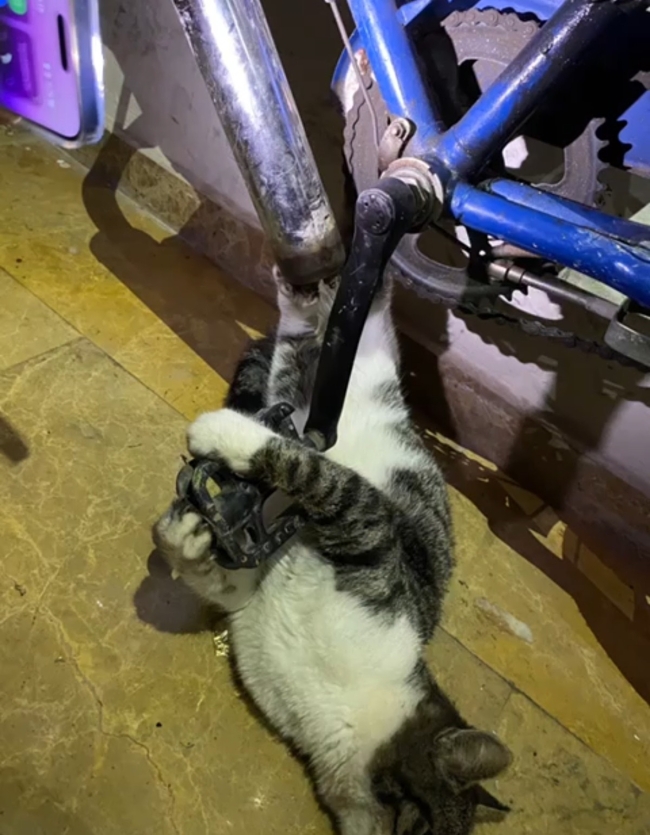 Bursa'da bisikletin zincirine sıkışan kedi kurtarıldı