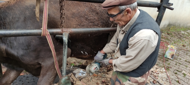 Köy köy gezip ineklere ayak bakımı yapıyor
