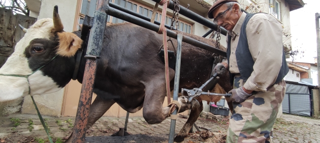 Köy köy gezip ineklere ayak bakımı yapıyor