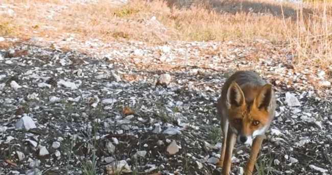 Bu da kurnaz tilki: Hepsini fark etti