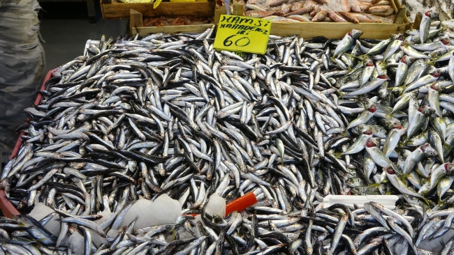 Karadeniz’deki bereket hamsinin fiyatını düşürdü