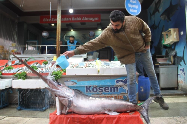 Bu balığı görenler fotoğraf çekmek için sıraya girdi