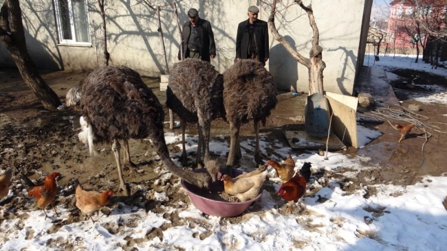 45 günlükken aldı: Evlatları gibi bakıyor