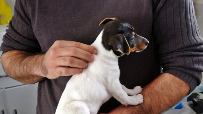 Bu kez bir insan köpeği ısırdı