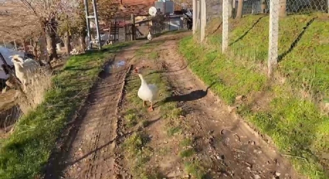 Sayaç okumak isterken kaz saldırısına uğradılar