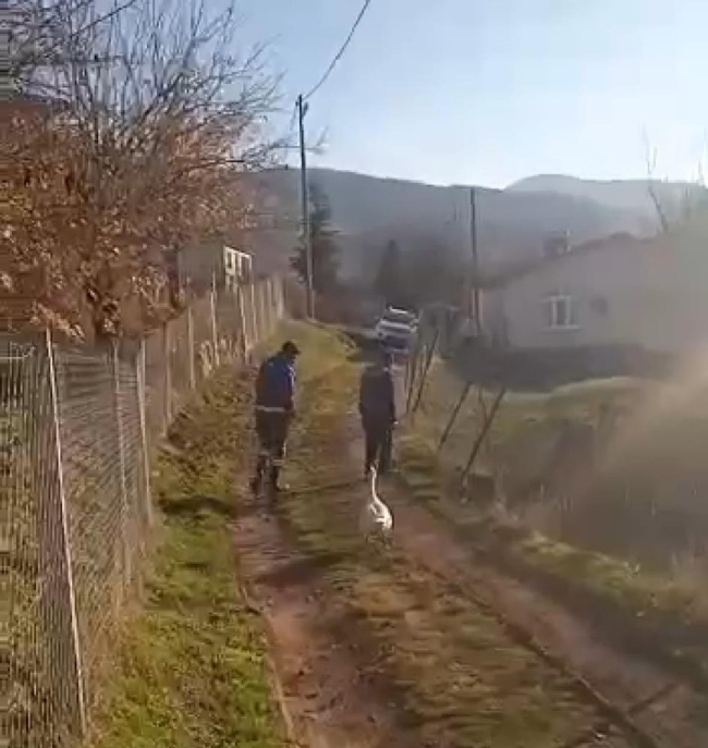 Sayaç okumak isterken kaz saldırısına uğradılar