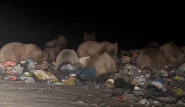 Boz ayılar kış uykusunu unuttu