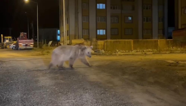 Boz ayılar kış uykusunu unuttu