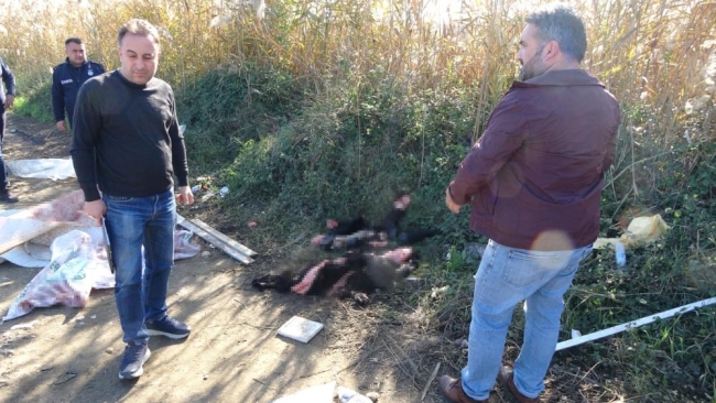 Boş araziye atılmış hayvan sakatatları jandarmayı harekete geçirdi