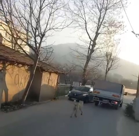 Bursa'da köpeğe eziyet etmişti, yakalandı