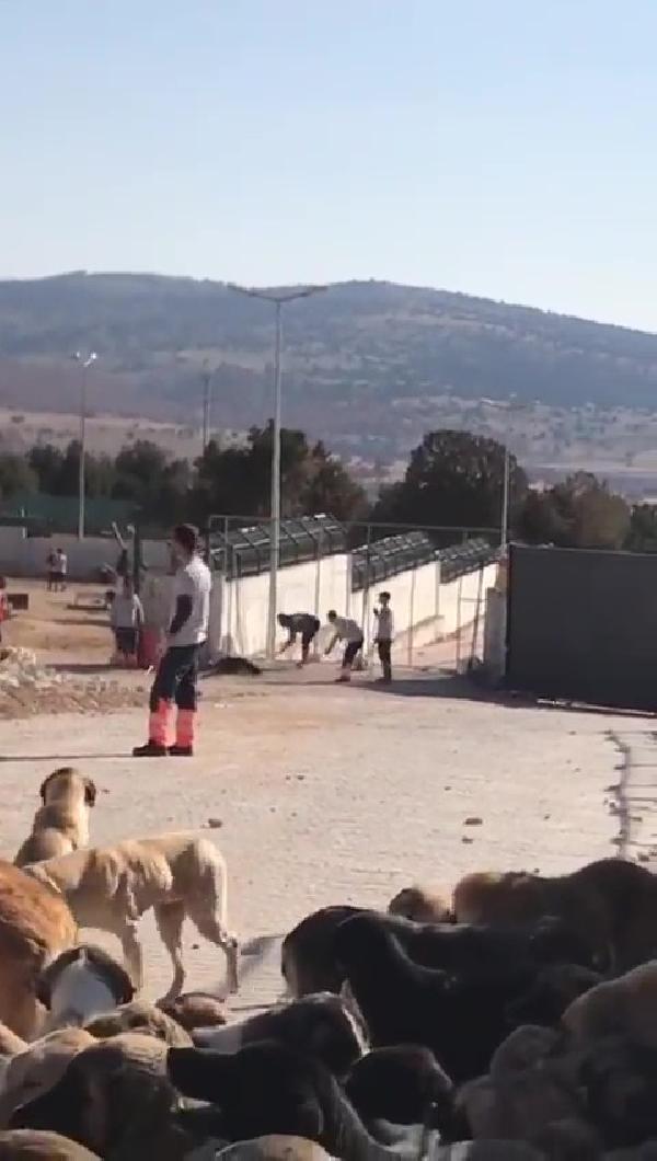 Köpeğin kürekle öldürülmesinde flaş gelişme