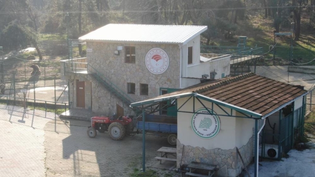 Ayıların bu kış uykusu gelmedi