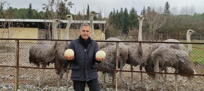 Sıcak giden havalar deve kuşlarını da etkiledi
