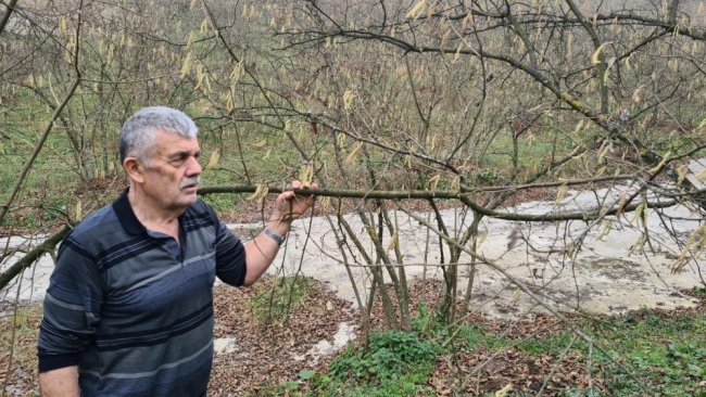 Hava sıcaklıkları fındık üreticisini kaygılandırıyor