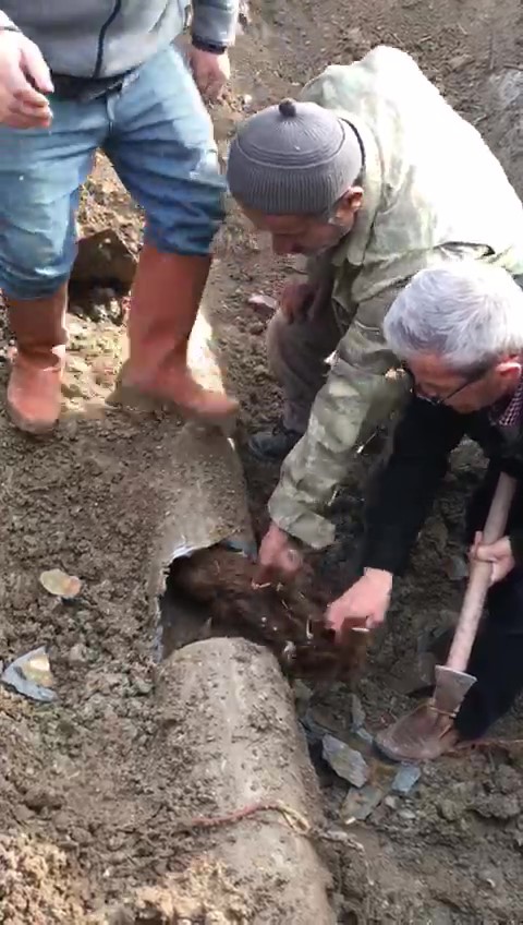 Tıkanan su borusundan çıktı: “Boa yılanı geliyor”