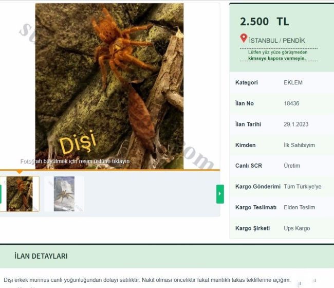 O hayvanın internet satışına dev ceza!