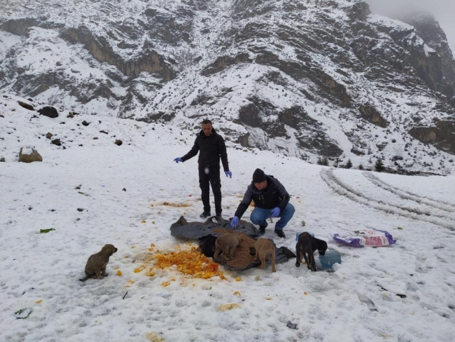 Dondurucu soğukta yiyecek bulamayan köpeklere mama bırakıldı
