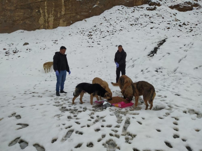 Dondurucu soğukta yiyecek bulamayan köpeklere mama bırakıldı