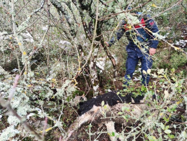 Bursa'da günlerdir kayıp olan hayvanları jandarma buldu