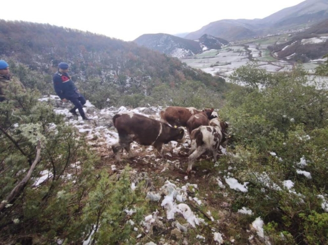 Bursa'da günlerdir kayıp olan hayvanları jandarma buldu