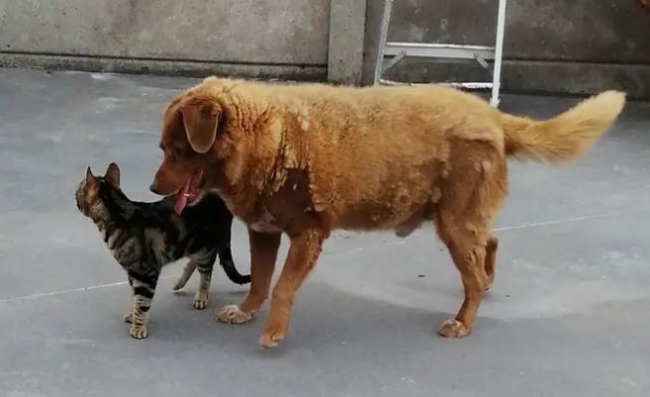 Dünyanın en yaşlı köpeği