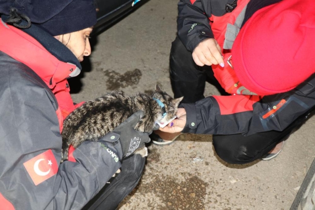 Yavru kedi saatler sonra enkaz altından canlı kurtarıldı