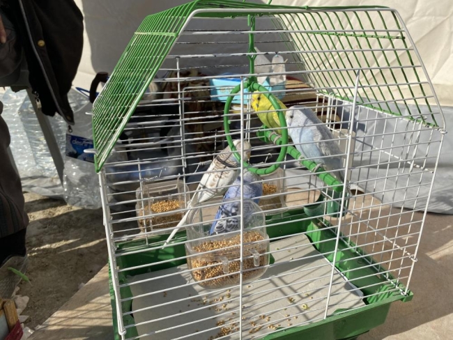 Enkazdan kurtardığı kuşlarına çadır kentte bakıyor