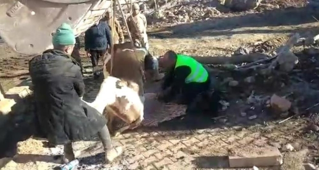 300 saat sonra bir inek canlı çıkartıldı